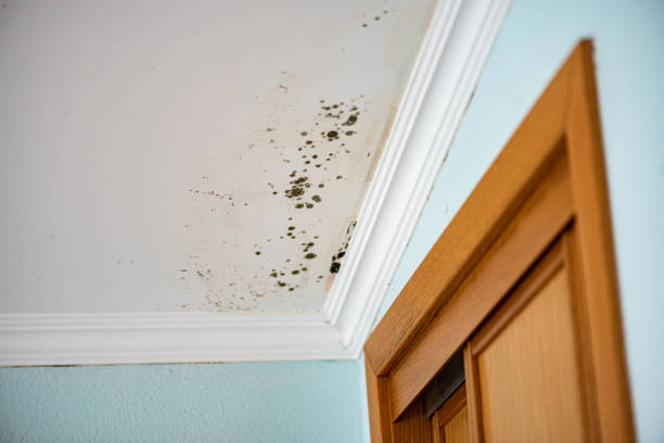 Attic Mold Removal in Williamston, NC