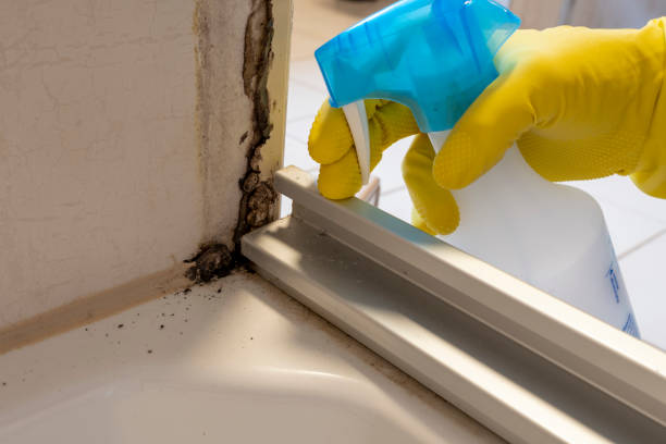 Best Home Mold Removal  in Williamston, NC