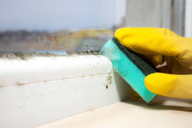Best Mold Damage Repair  in Williamston, NC