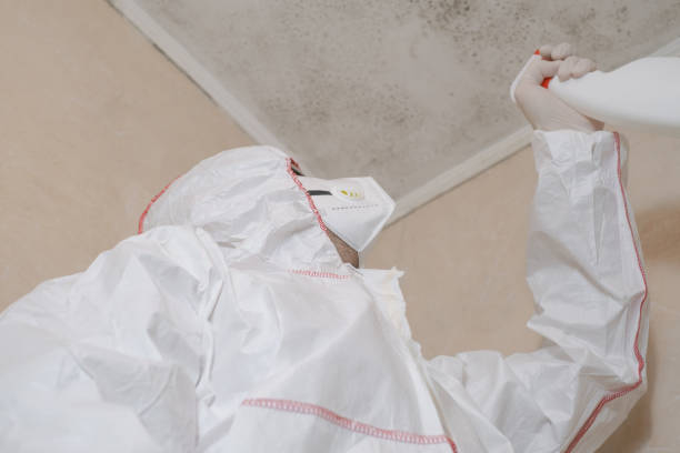 Best Same-Day Mold Removal  in Williamston, NC