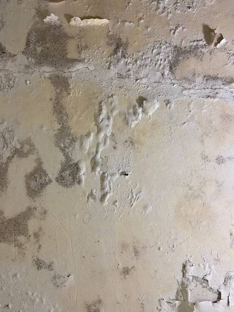 Best Same-Day Mold Removal  in Williamston, NC