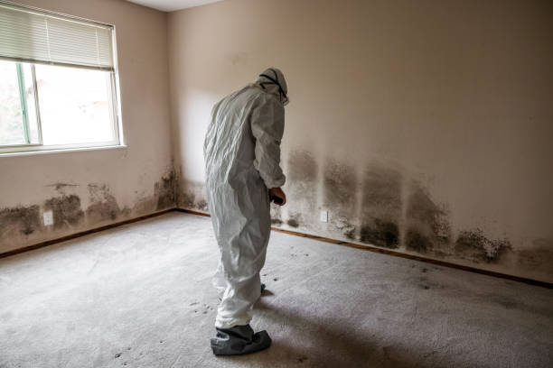 Mold Testing and Removal in Williamston, NC