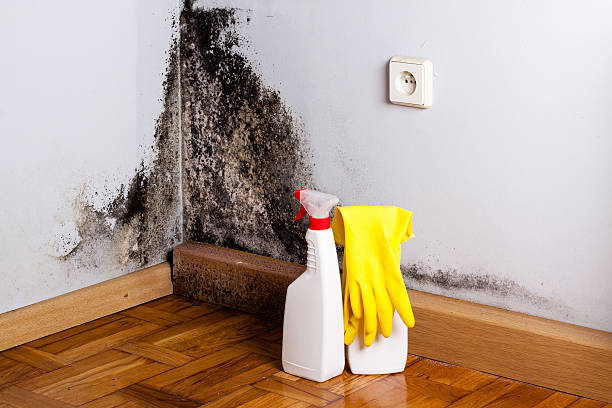 Best Crawl Space Mold Removal  in Williamston, NC