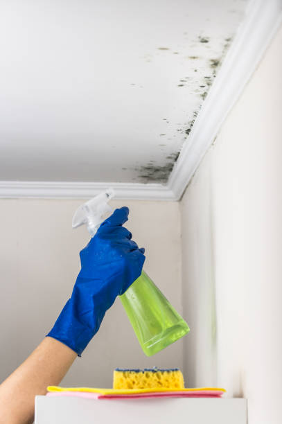 Best Fast Mold Removal  in Williamston, NC