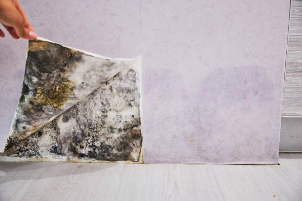 Best Office Mold Removal Services  in Williamston, NC
